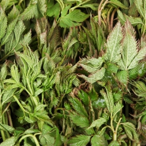 {바농}바른농산물,도라지,더덕,도라지청,명이나물,곰취,칡청,오미자청